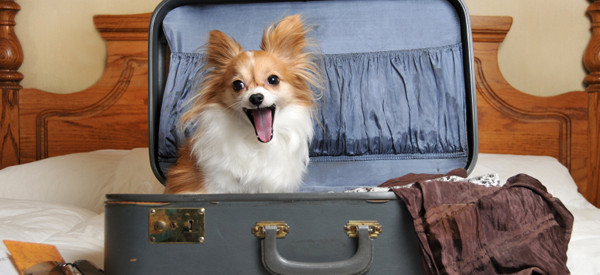 dog-in-suitcase-600x275